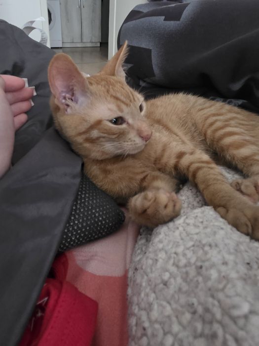 GARFIELD & LUNA își caută o familie – Adopție împreună