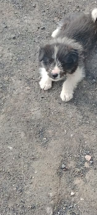 Отдам щенка в добрые руки