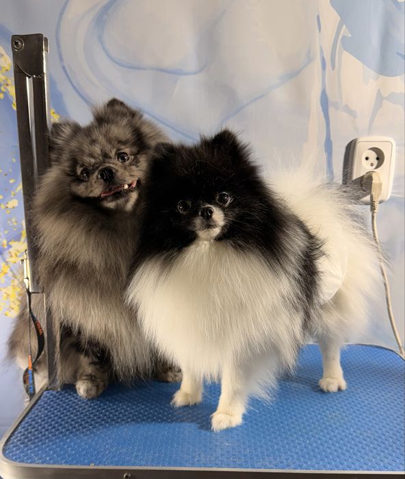 Шпицы кобели вязки