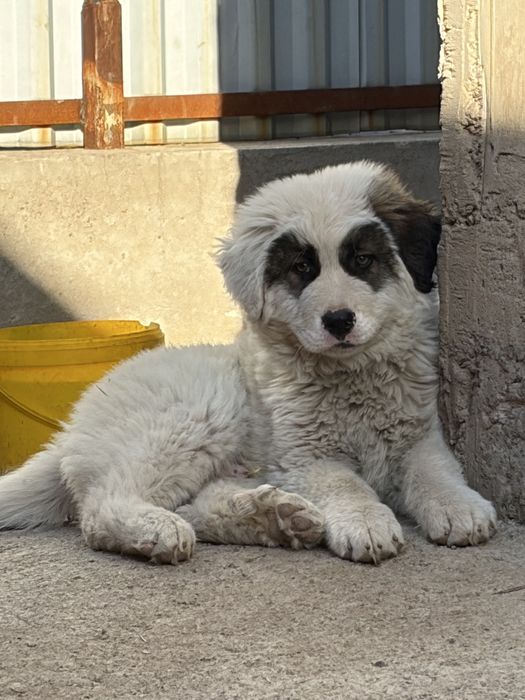 Қазақи төбет 3 айлық