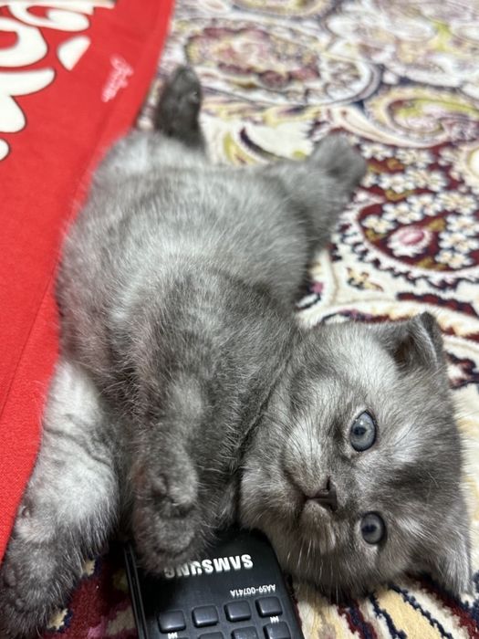 Скотиш фолд мальчики
