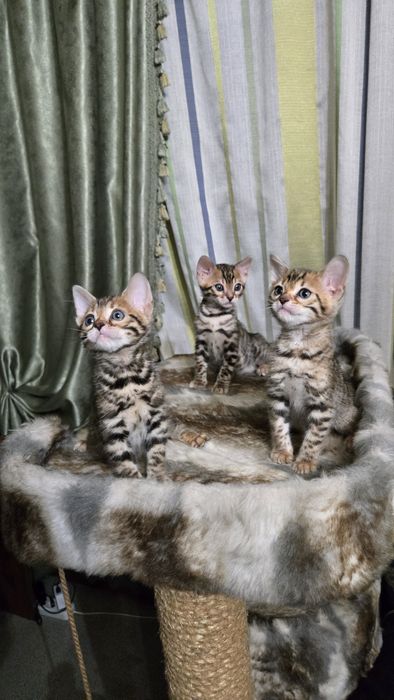 Продам  котят Бенгалов
