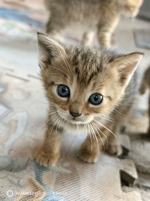 Отдам даром котят