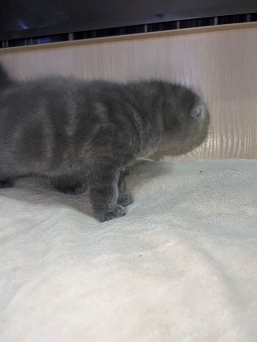Шотландский вислоухий малыш