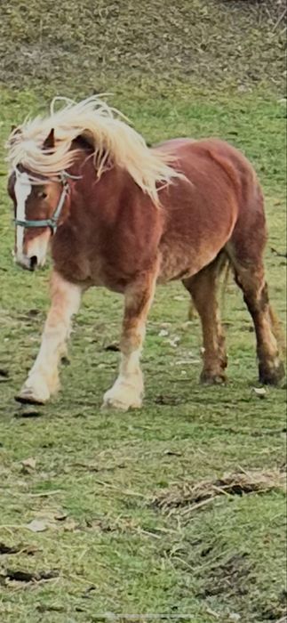 De vanzare manza de 3 ani  invatata la utilaje fff blanda