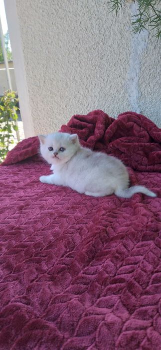 Pui pisica british shorthair chinchila silver rasa pura