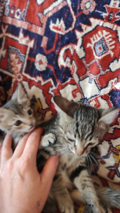 Отдам даром котят