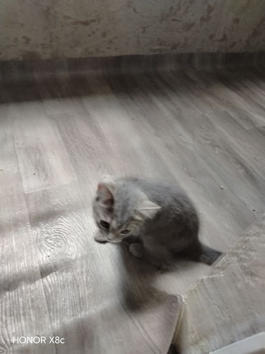 Котенок короткошерстный