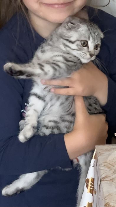 Pisicuta scottish fold