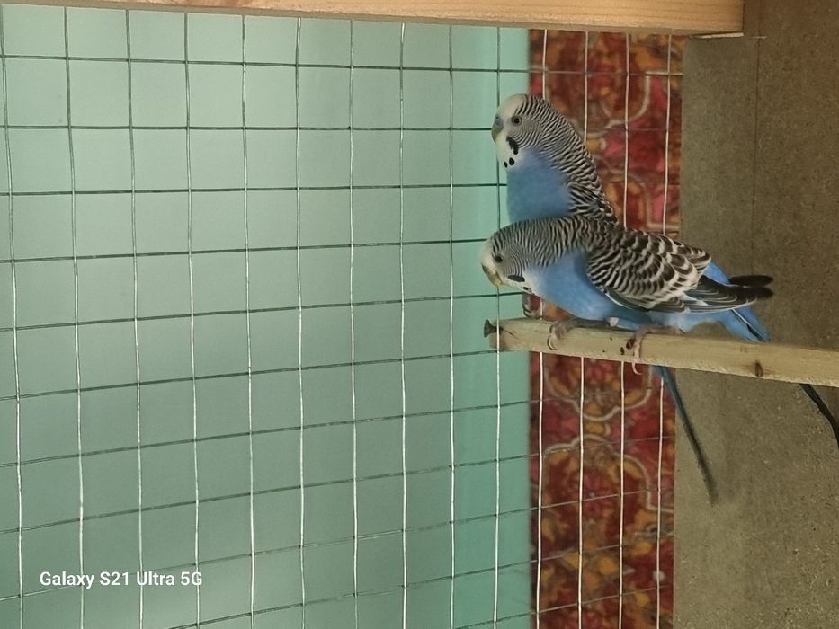 VALER QUSHLARI BLAN 
Qush:Valnisti yaxwi yiri qushla 
Soni:7ta 2