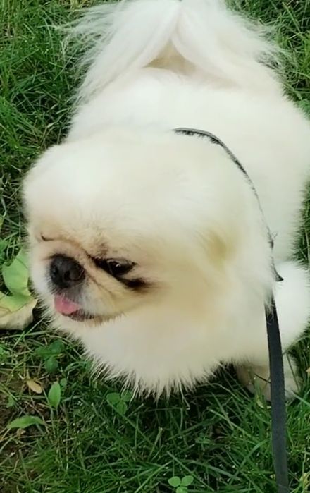 Adopție pechinez imperial alb