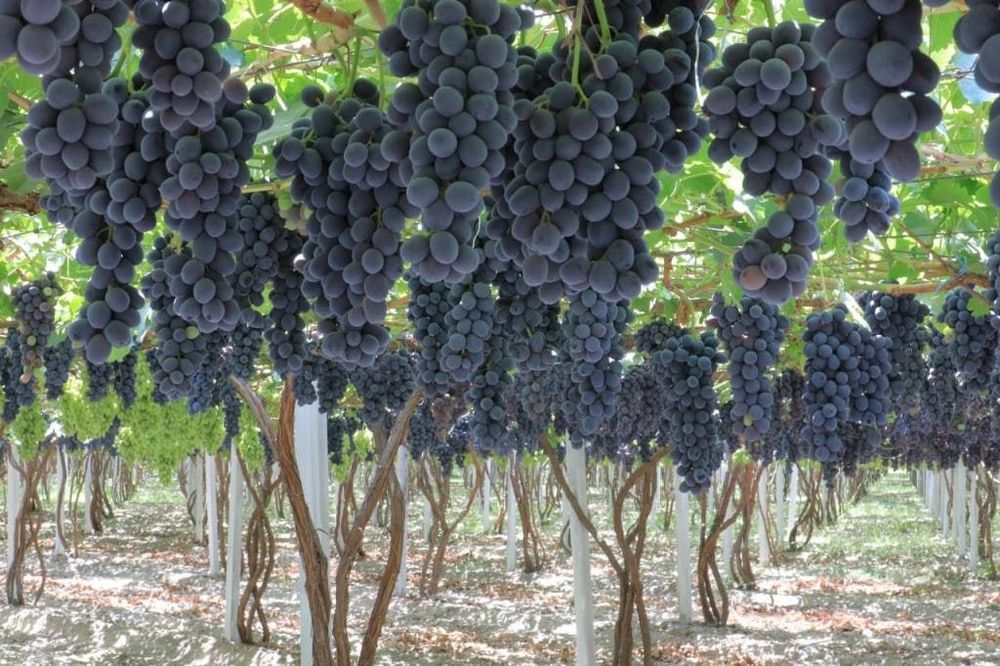 Honaki Uzum sotiladi