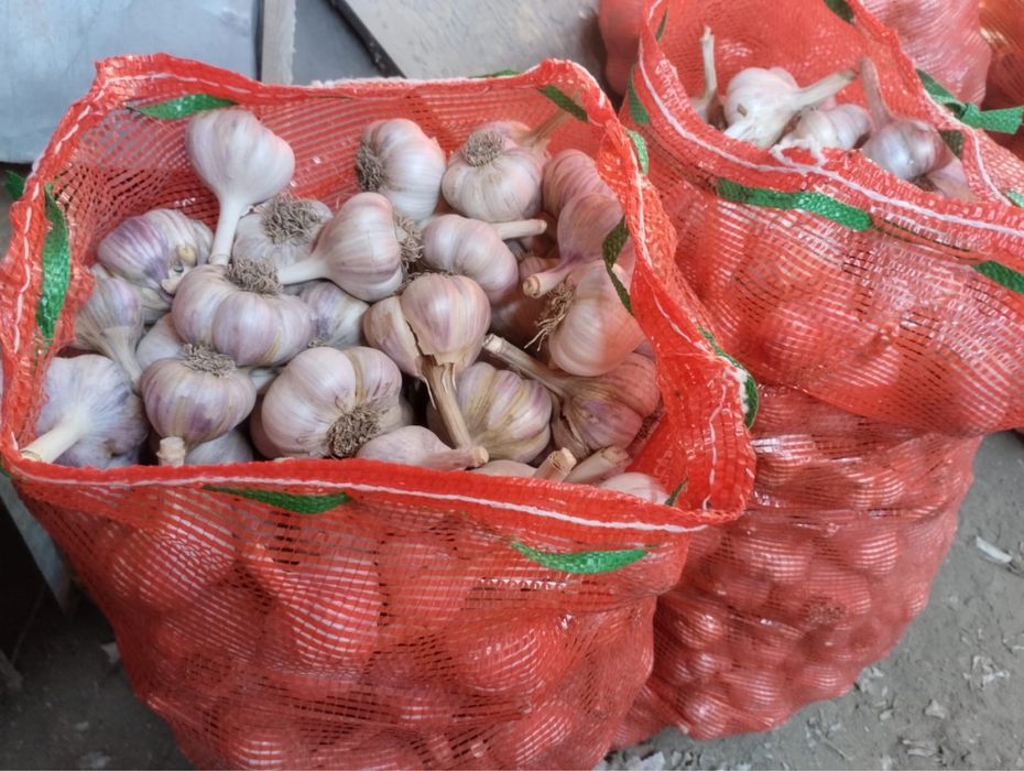 Продам Чеснок домашний