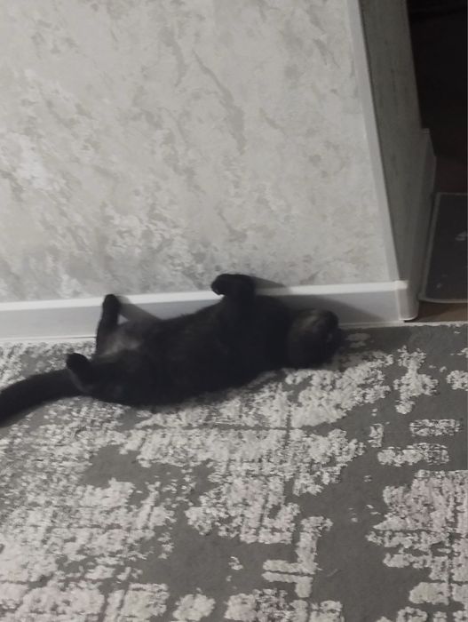 скотиш фолд  оригинал