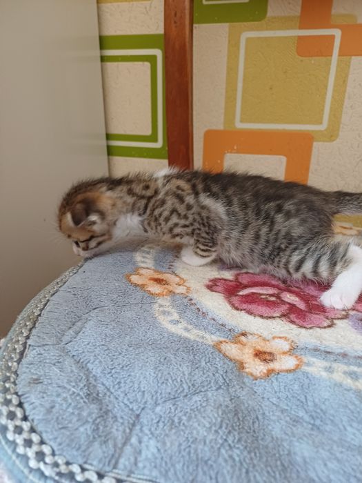 Отдам в добрые руки котят