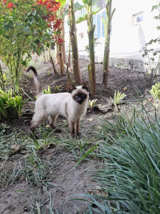 Siamiskaya nasilli mushuk sotiladi