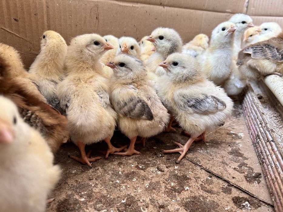 Цыплята смесь адлер