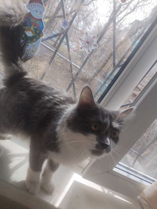 Отдам котофея Филю