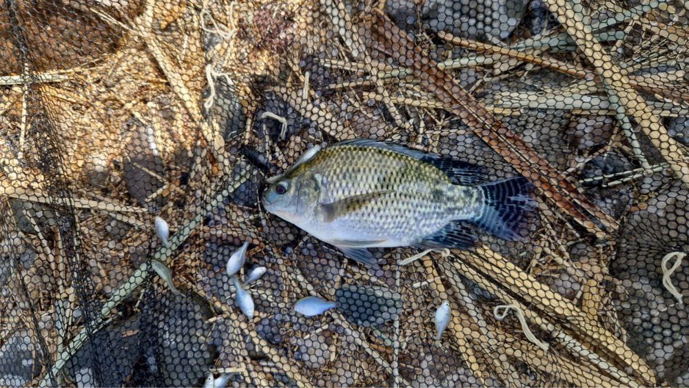 Тиляпия малек, подростки и маточные для пруда и УЗВ