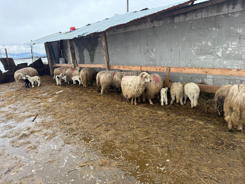 Ou cu mieluțe de vanzare!