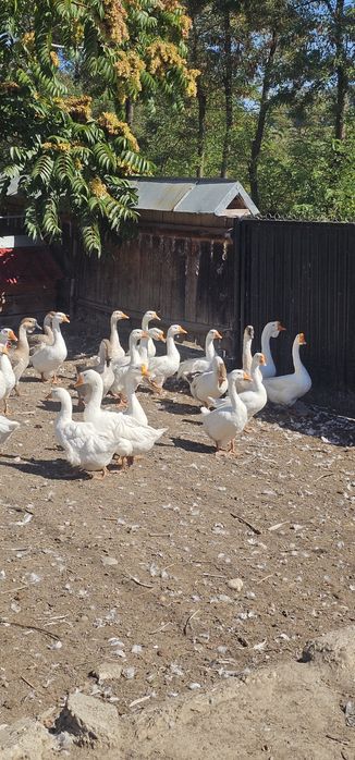 Vand gaste gânsaci