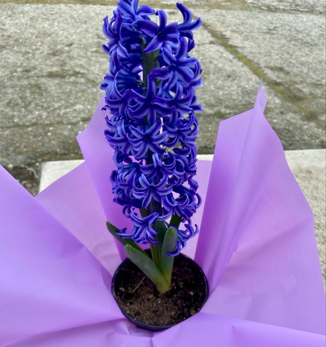 Зюмбюли и теменужки за 8-ми март