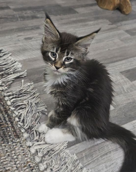 Maine coon femela