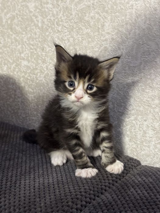 Котята Мейн-кун.