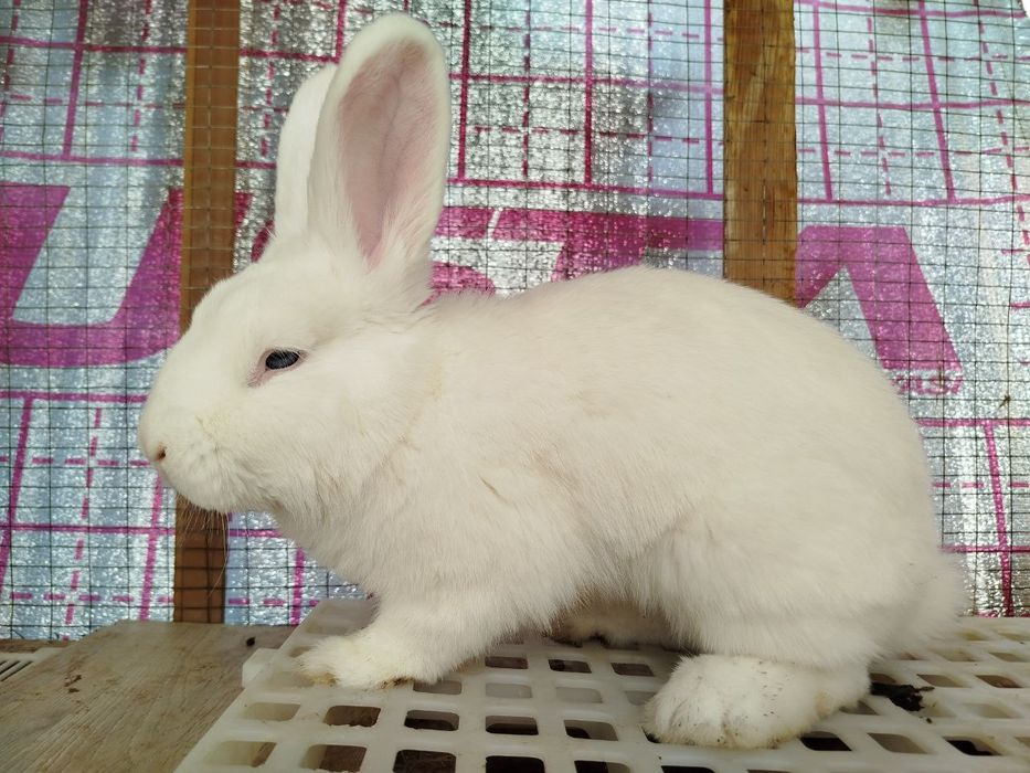 Venskiy Beliylar Qiyonlari Sotiladi.