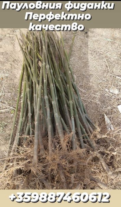 Озеленяване на паркове,градини,алей