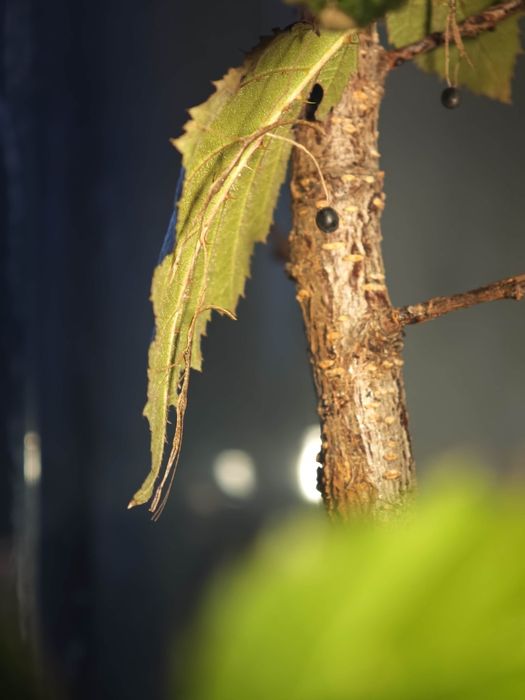 Stick insects -  insecte băț