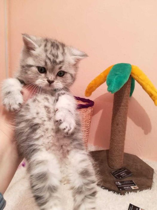 котята шотландские