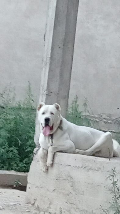 Продам шенков алабая