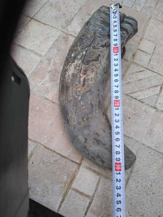 Стар рог Катраница