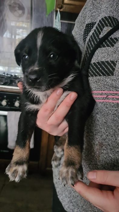 Дворянских кровей щеночки