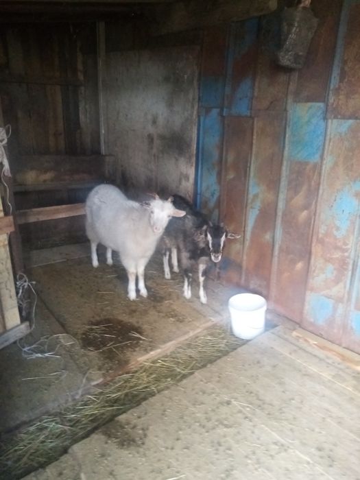 Серкештер сатылады...