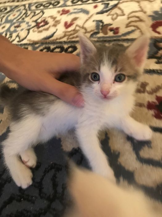 Отдам котят в добрые руки!!!