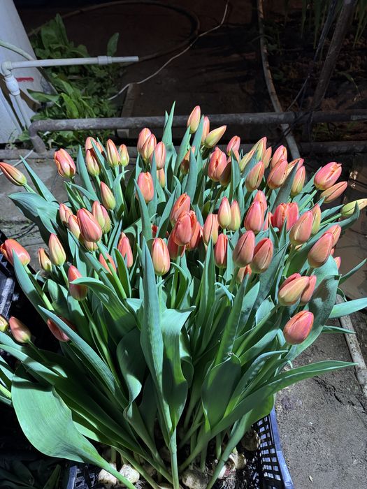 Тюльпаны на 8 марта оптом и в розницу