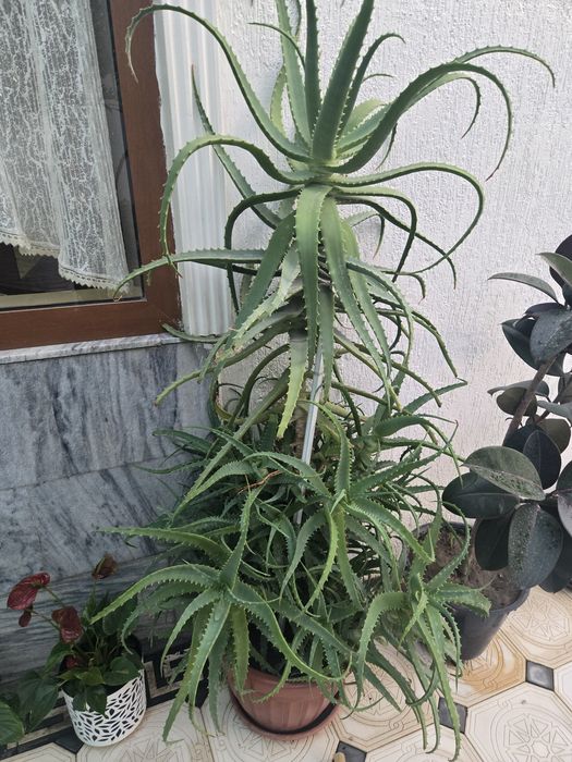 Алоэ 12 йиллик доривор
