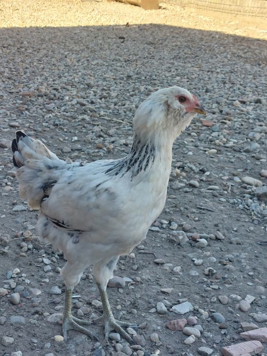 Gaini ameraucana