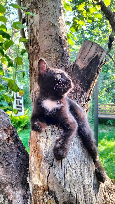 Котенок черный  бесплатно