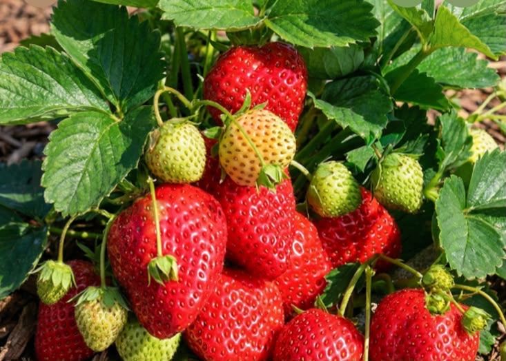 Продам клубнику ремонантную
