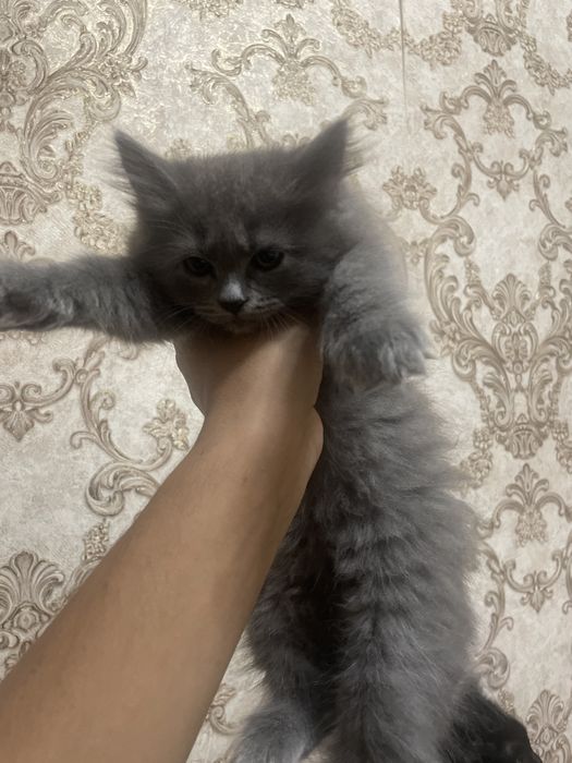 Skotish fold va strak zotti toza