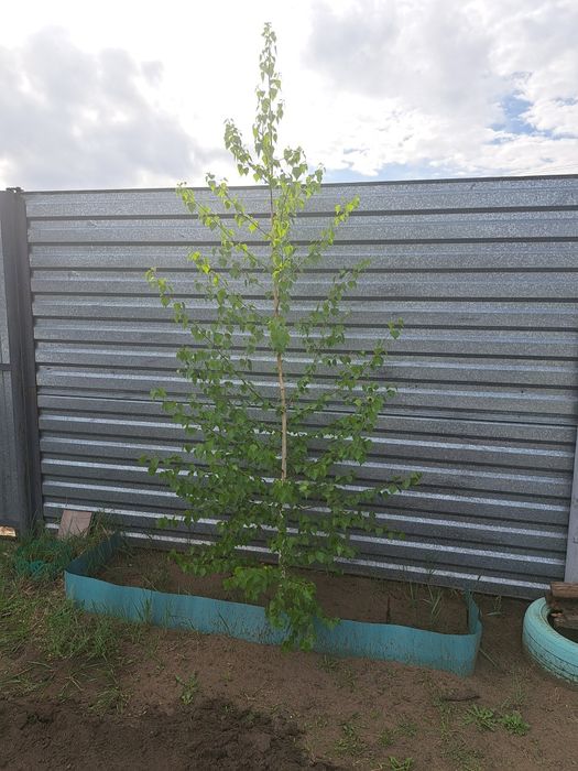 Саженец    березы