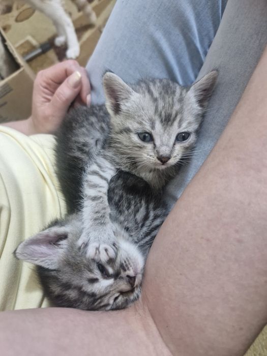 Отдам котят в добрые руки