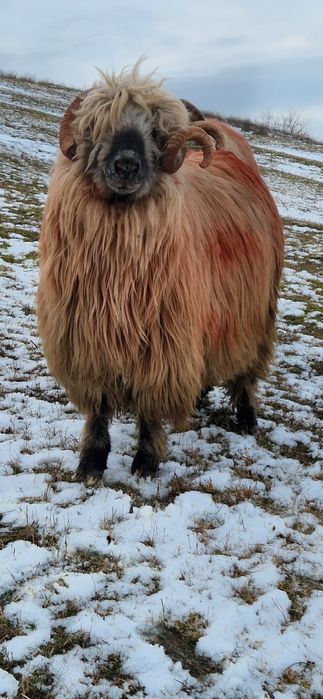 Berbeci turcani bucalai