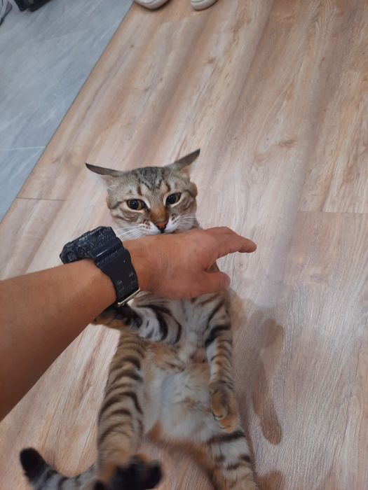 Отдам кота в хорошие руки