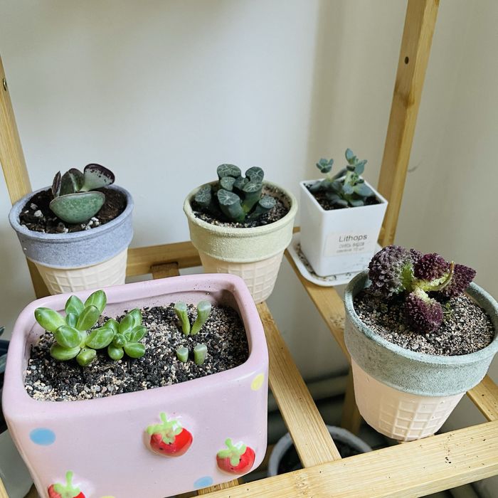 Суккулеты литопсы