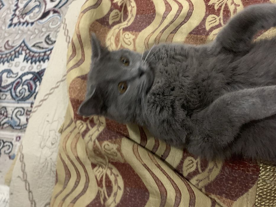 Скотч страйт мальчик 8 месяца. Добрый ласковый
