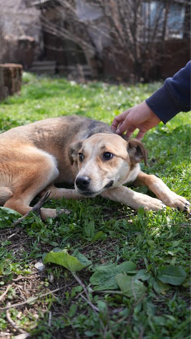 Звоночек собака девочка ищет семью. Добрая к детям